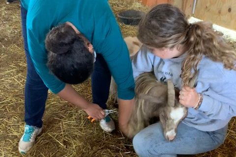 Students are working with the animals on Gull Meadow Farms. A student from the animals and plants EFE is trimming the hooves of a goat as Maddie Straton is restraining the animal. 