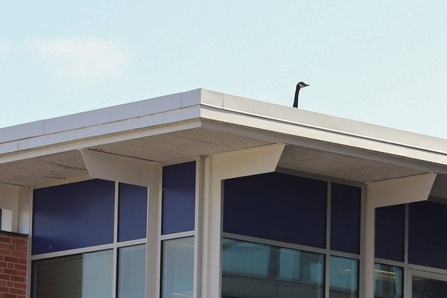 A Loy Norrix goose atop the Loy Norrix school building on Feb. 24. The goose sits above all of the students in confidence after this weeks events. 