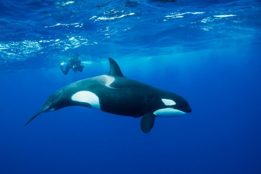 Orca+swimming+freely+through+the+pacific+ocean%2C+looking+for+a+snack.